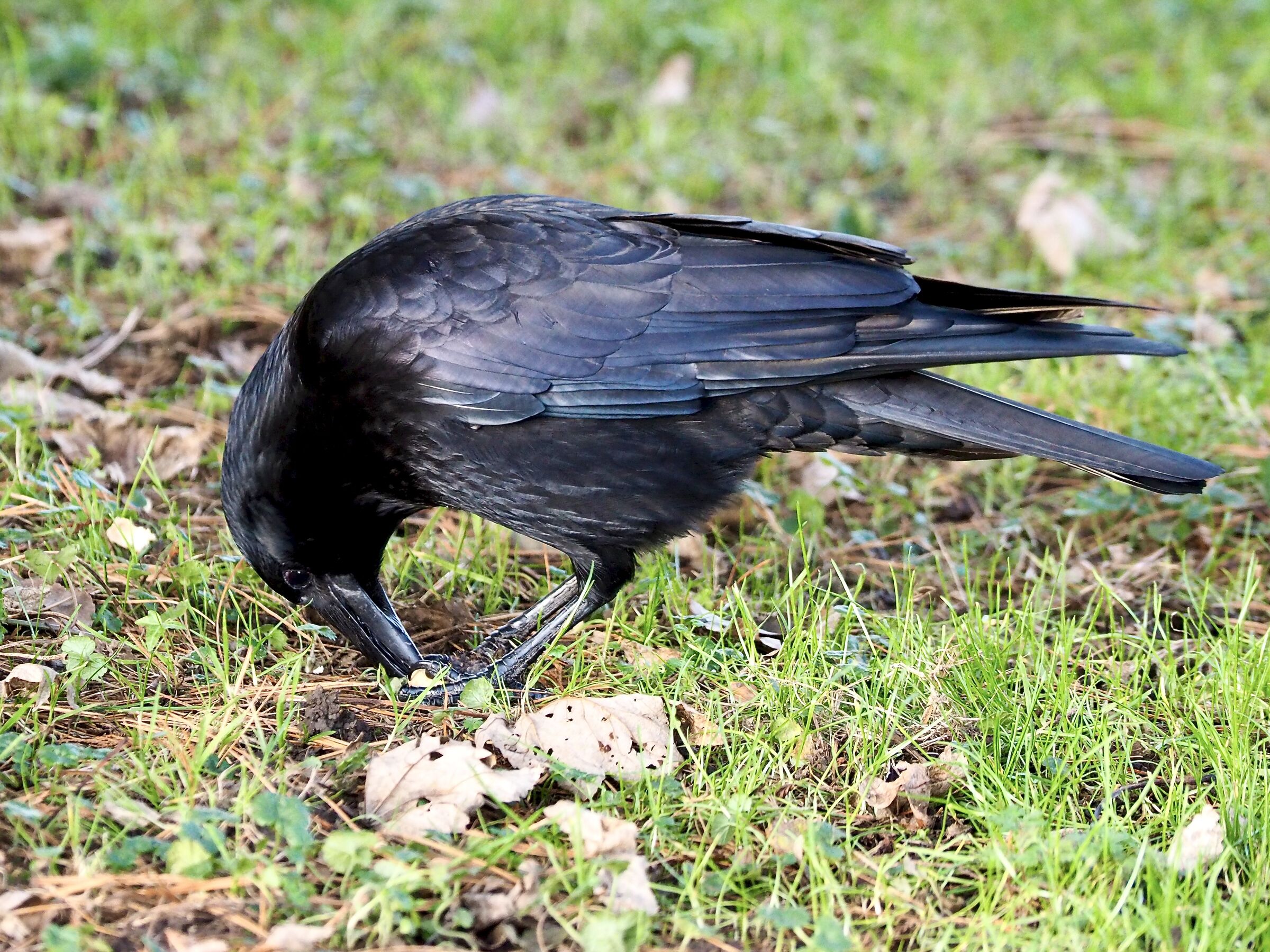 Herabschauende Krähe